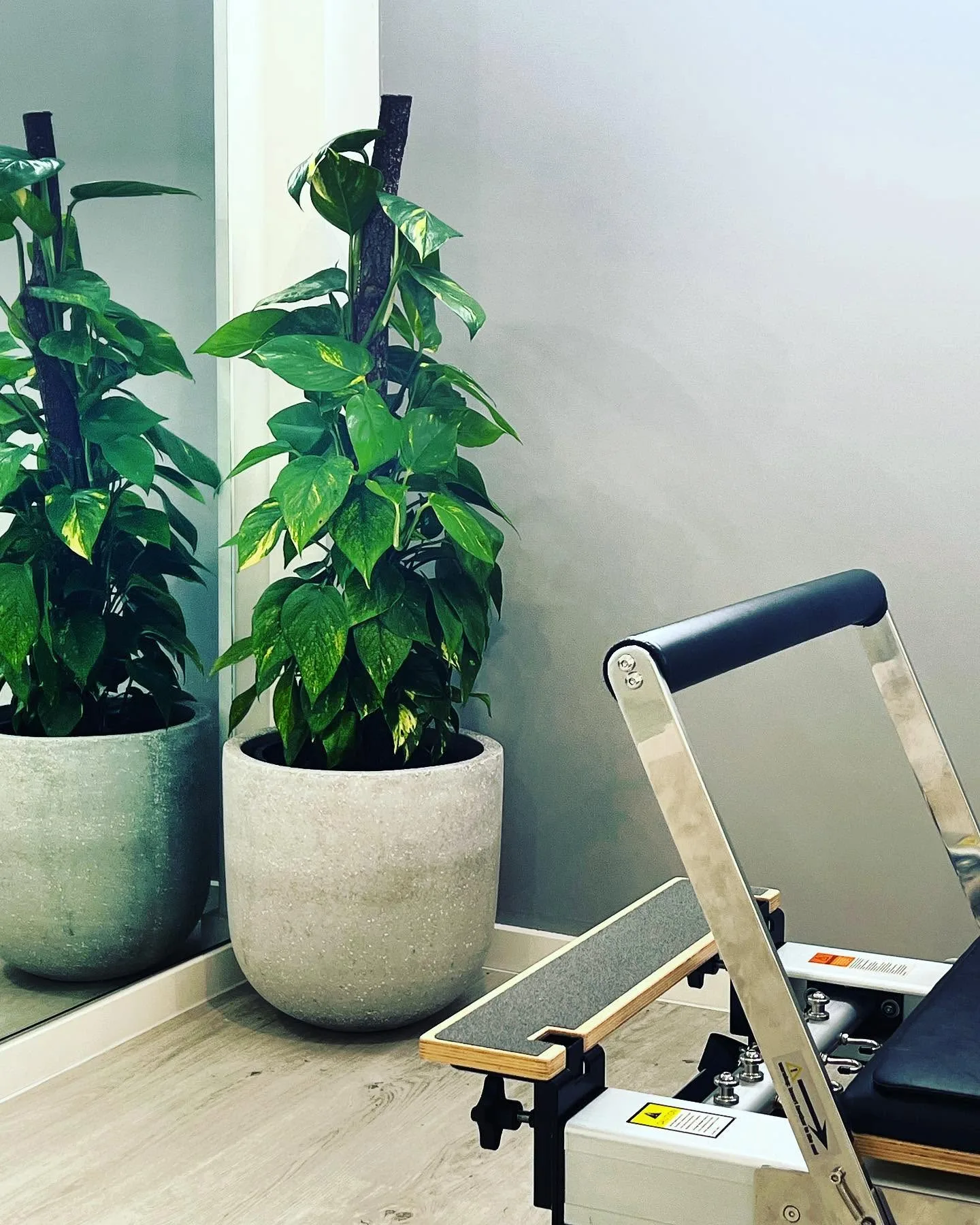 Aligned Health studio corner with two large potted plants beside the mirror